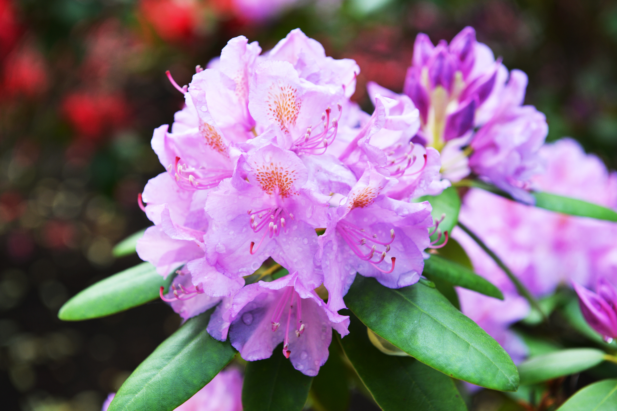 Rododendron je zelo lepo popestril naš vrt in teraso